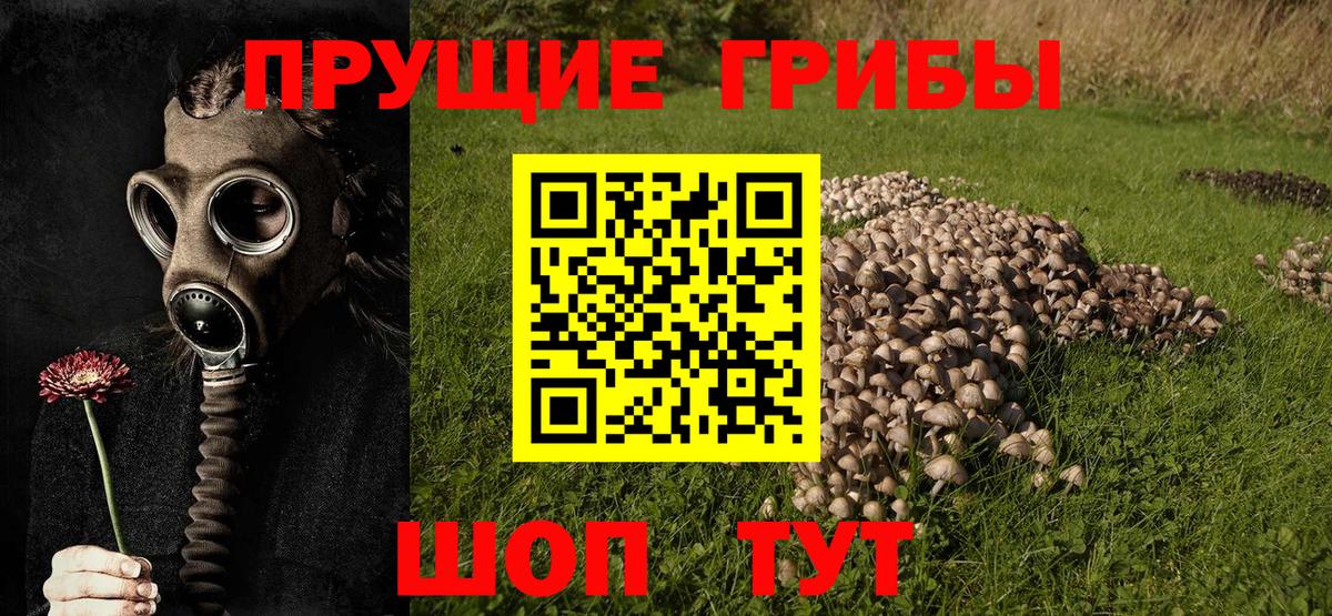 что такое   Вход с VPN  Качканар  Галлюциногенные грибы GOLDEN TEACHER 